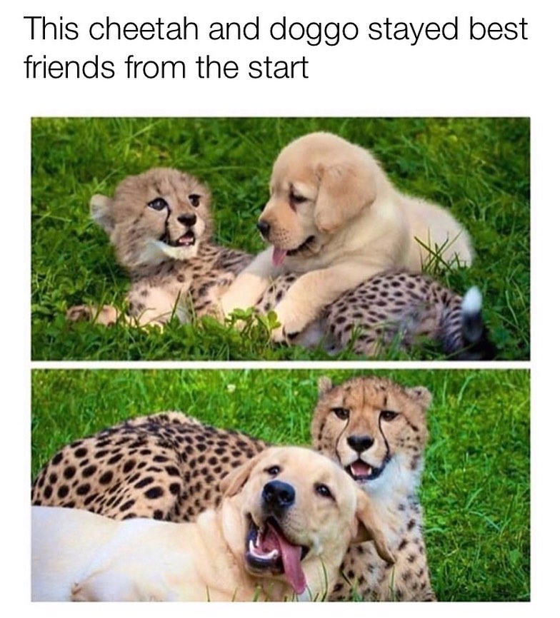 This cheetah and doggo stayed best friends from the start.