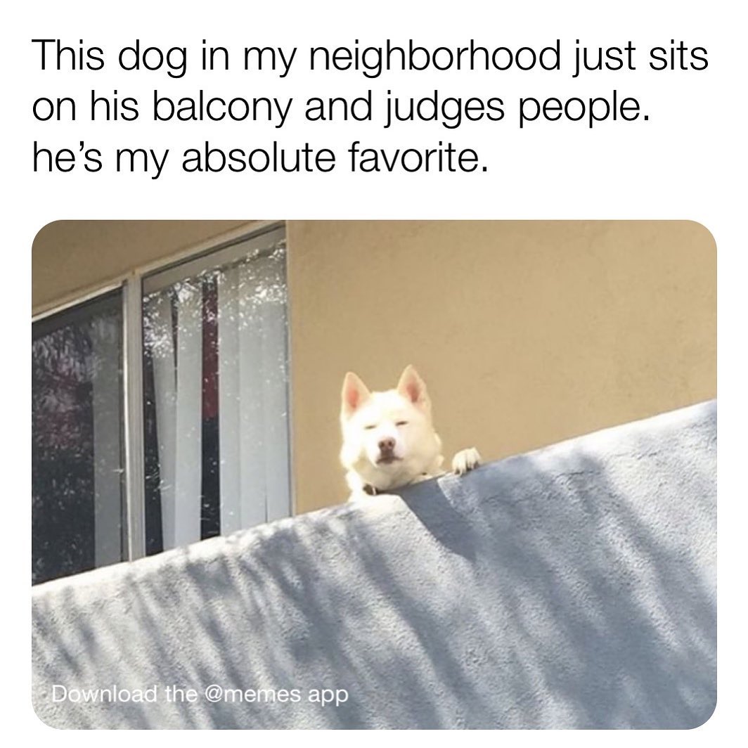 This dog in my neighborhood just sits on his balcony and judges people. He's my absolute favorite.