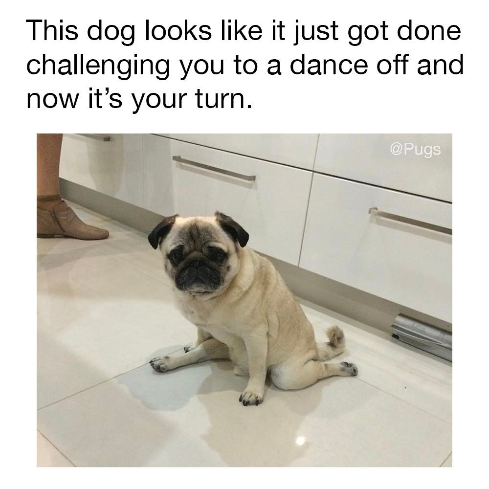 This dog looks like it just got done challenging you to a dance off and now it's your turn.