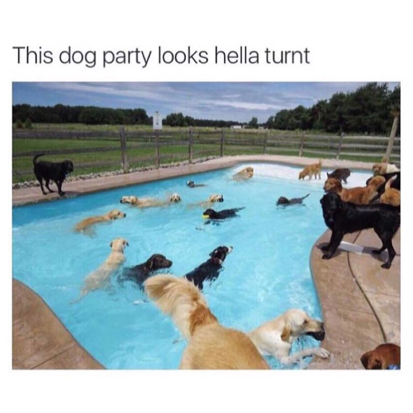 This dog party looks hella turnt.
