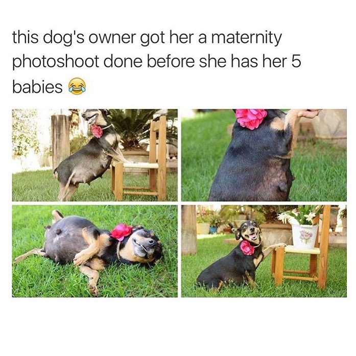 This dog's owner got her a maternity photoshoot done before she has her 5 babies.