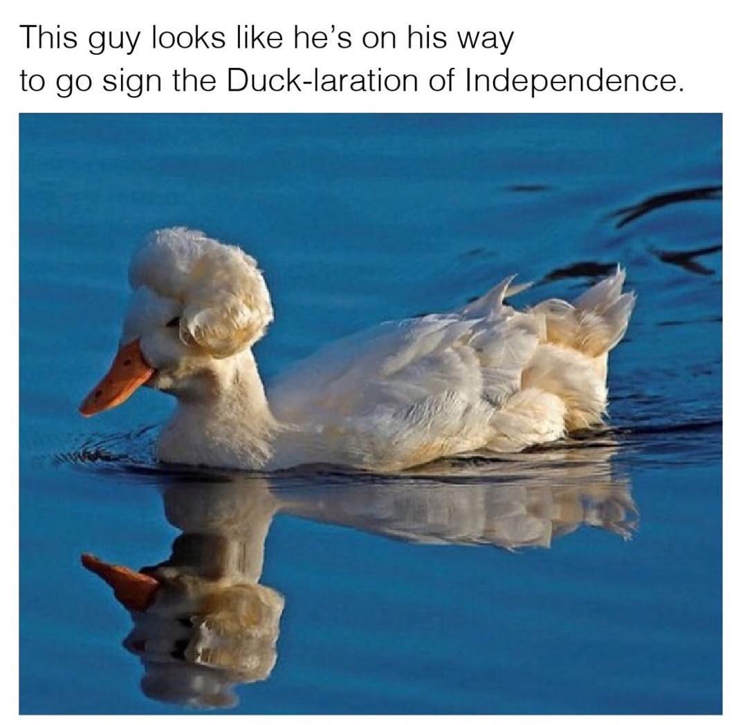 This guy looks like he's on his way to go sign the Duck-laration of Independence.
