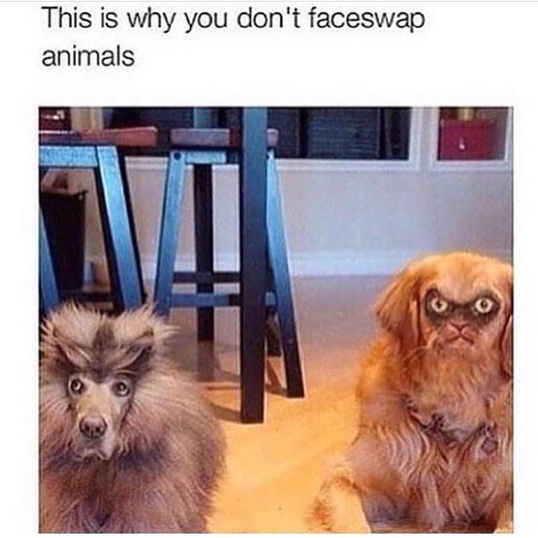 This is why you don't faceswap animals.