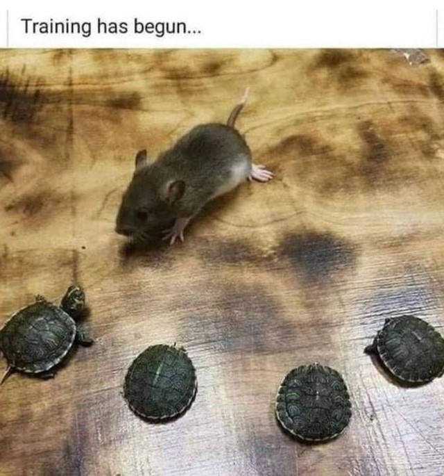 Training has begun...