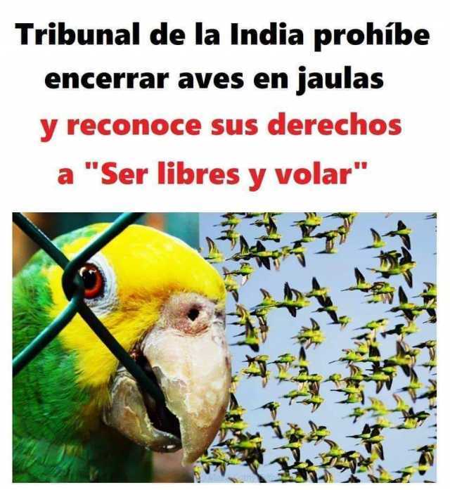 Tribunal de la India prohíbe encerrar aves en jaulas y reconoce sus derechos a "Ser libres y volar".