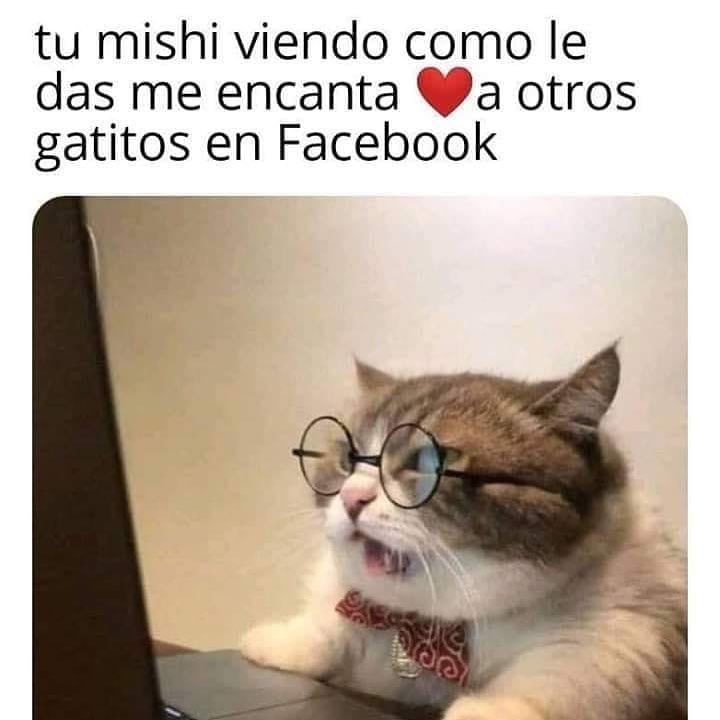 Tu mishi viendo como le das me encanta a otros gatitos en Facebook.