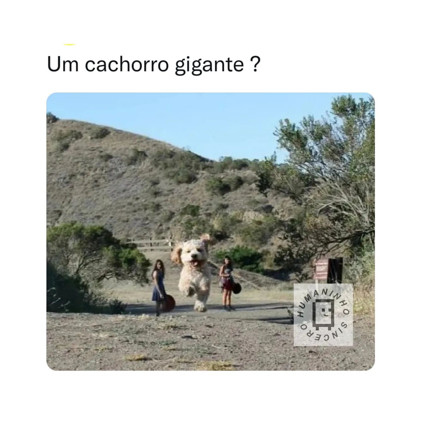 Um cachorro gigante?