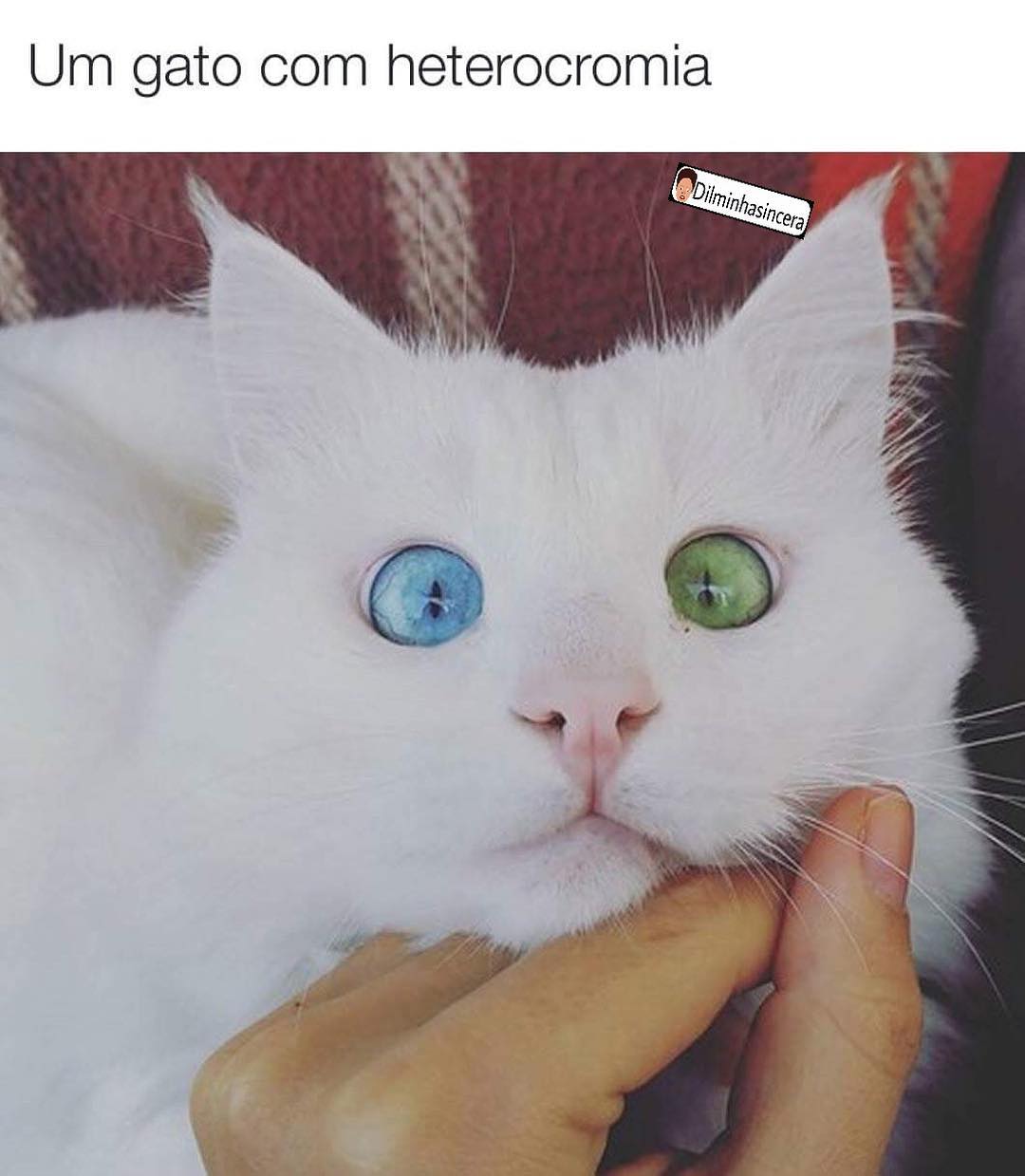 Um gato com heterocromia.