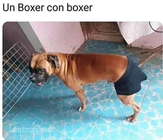 Un Boxer con boxer.