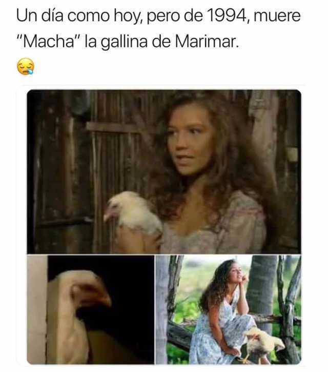 Un día como hoy, pero de 1994, muere "Macha" la gallina de Marimar.