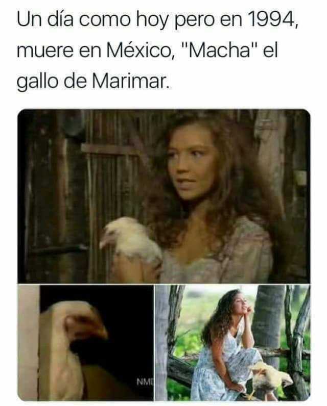 Un día como hoy pero en 1994, muere en México, "Macha" el gallo de Marimar.