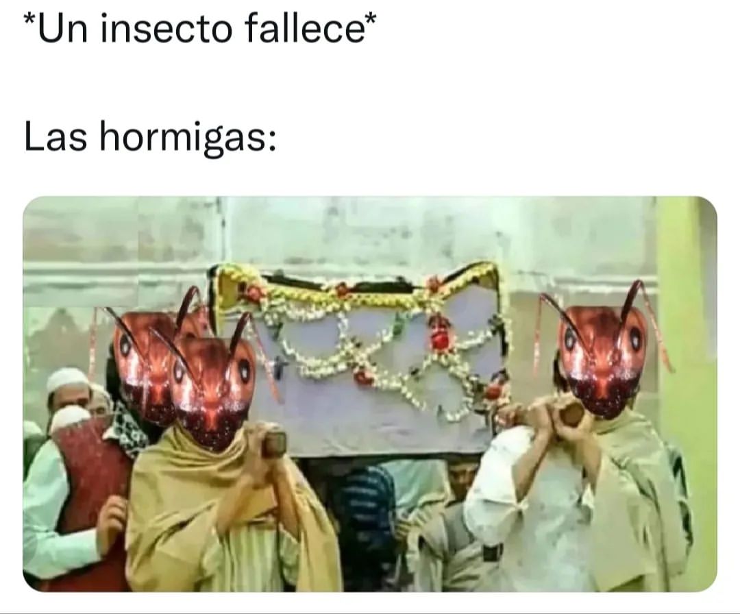 Un Insecto Fallece Las Hormigas Memes