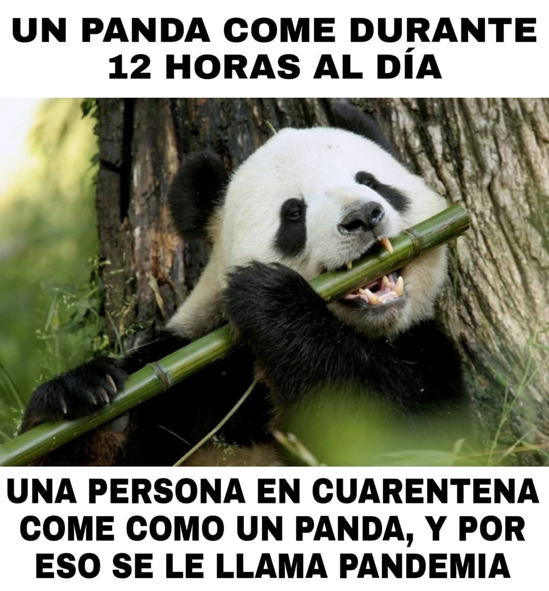 Un panda come durante 12 horas al día una persona en cuarentena come como un panda, y por eso se le llama pandemia.