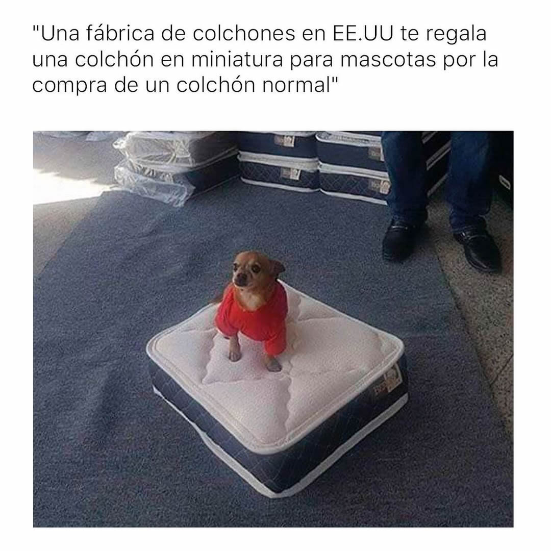 Una fábrica de colchones en EE.UU te regala una colchón en miniatura para mascotas por la compra de un colchón normal.