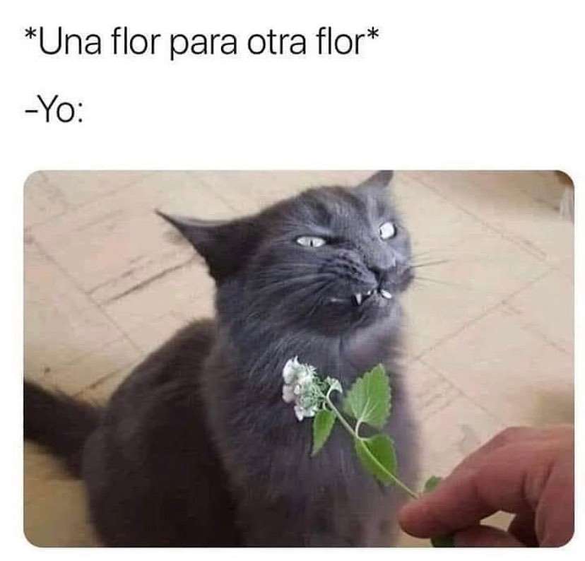 "Una flor para otra flor".  Yo: