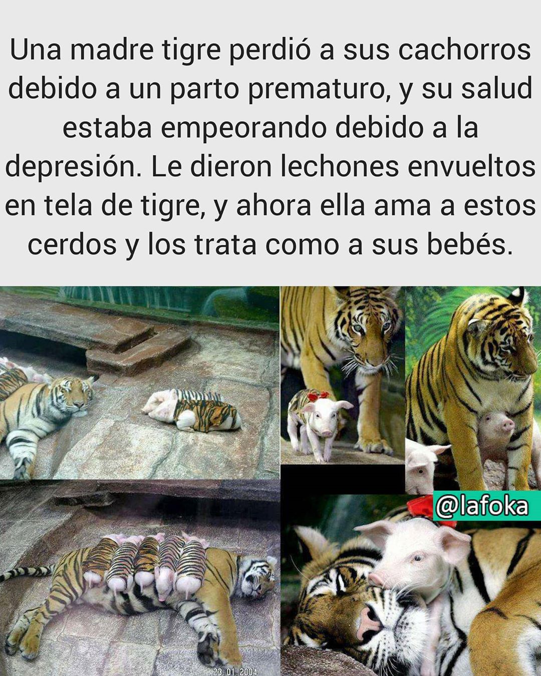 Una madre tigre perdió a sus cachorros debido a un parto prematuro, y su salud estaba empeorando debido a la depresión. Le dieron lechones envueltos en tela de tigre, y ahora ella ama a estos cerdos y los trata como a sus bebés.