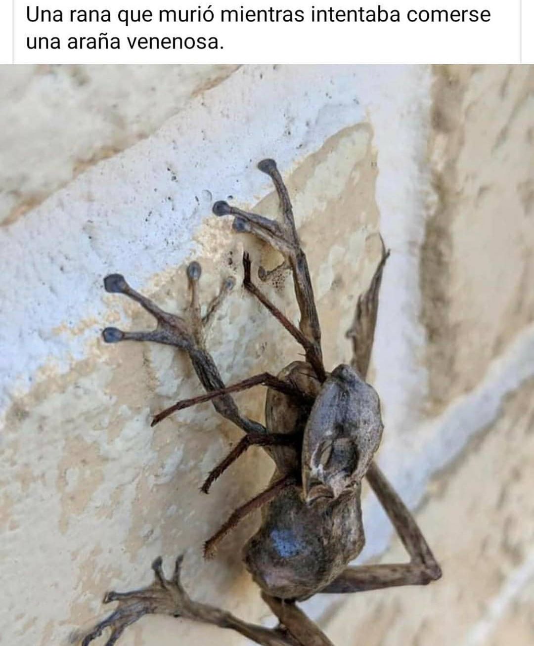Una rana que murió mientras intentaba comerse una araña venenosa.