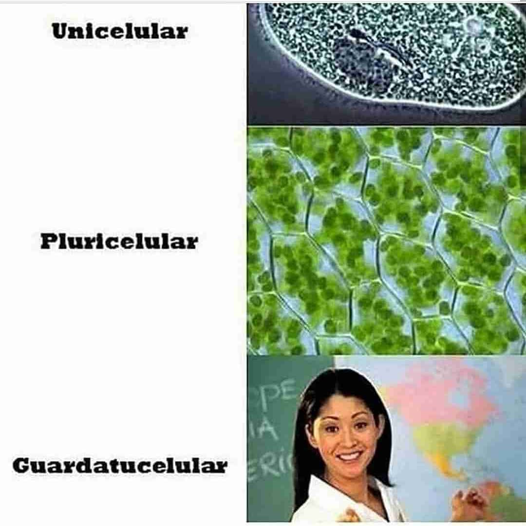 Unicelular. Pluricelular. Guardatucelular.