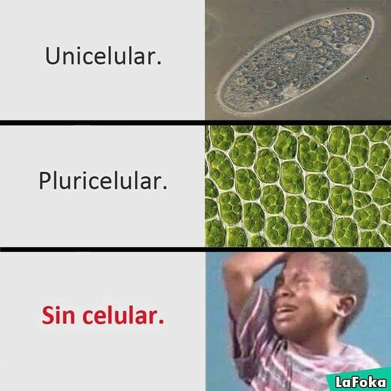 Unicelular. Pluricelular. Sin celular.