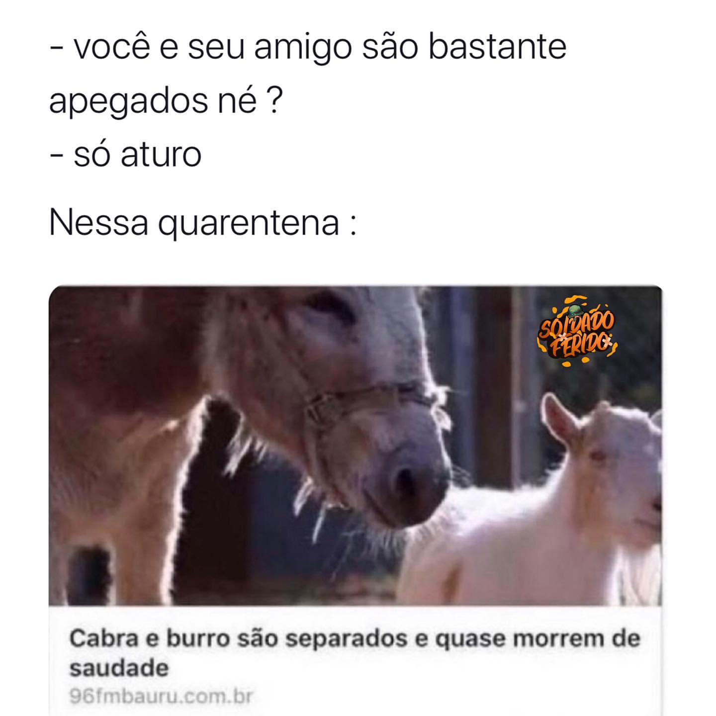 Você e seu amigo são bastante apegados né? Só aturo. Nessa quarentena. Cabra e burro são separados e quase morrem de saudade.