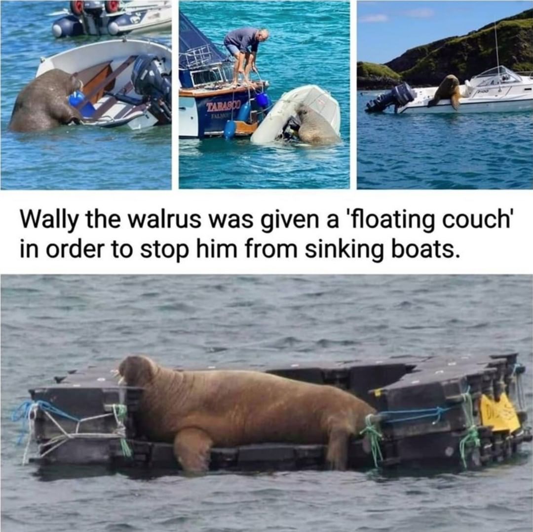 Wally the walrus was given a 'floating couch' in order to stop him from sinking boats.