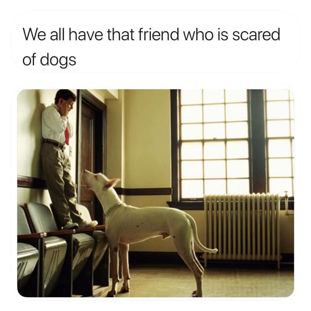 We all have that friend who is scared of dogs.