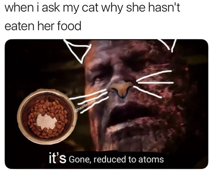 When i ask my cat why she hasn't eaten her food.  It's gone, reduce to atoms.