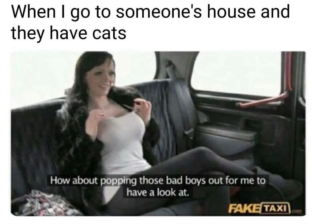 when-i-go-to-someone-s-house-and-they-have-cats-how-about-popping