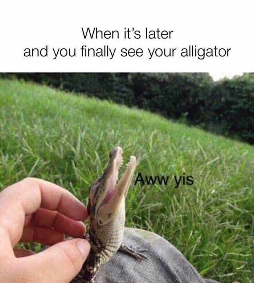 When it's later and you finally see your alligator. Aww yis.