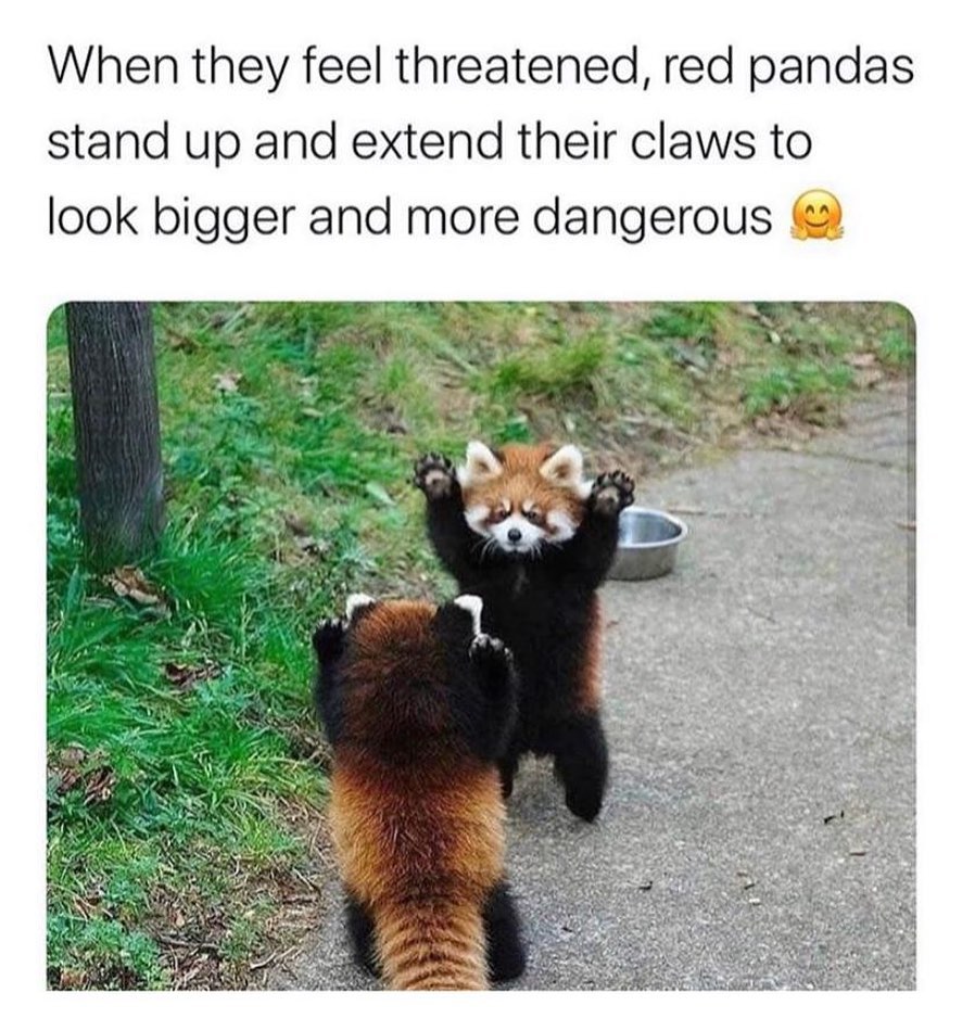 When they feel threatened, red pandas stand up and extend their claws to look bigger and more dangerous.