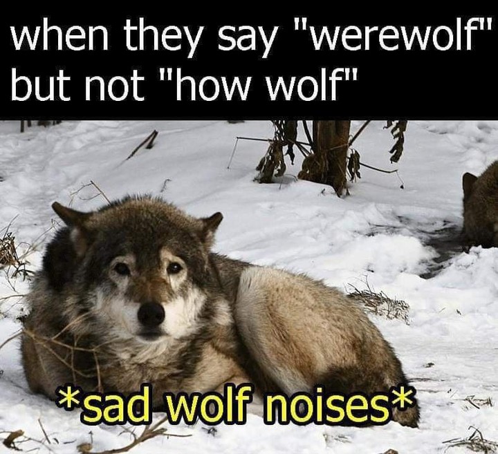 When they say "werewolf" but not "how wolf" *Sad wolf noises*