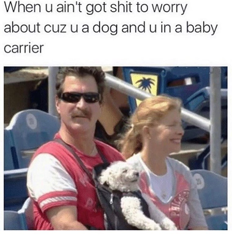 When u ain't got shit to worry about cuz u a dog and u in a baby carrier.
