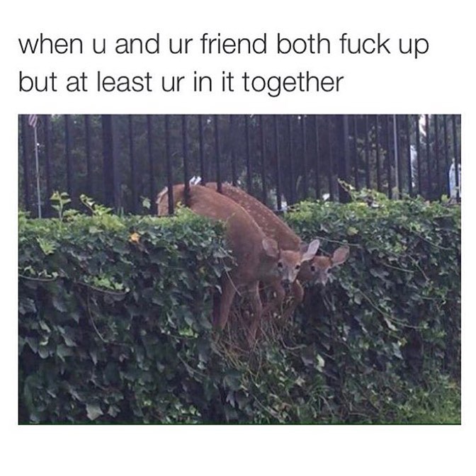When u and ur friend both fuck up but at least ur in it together.