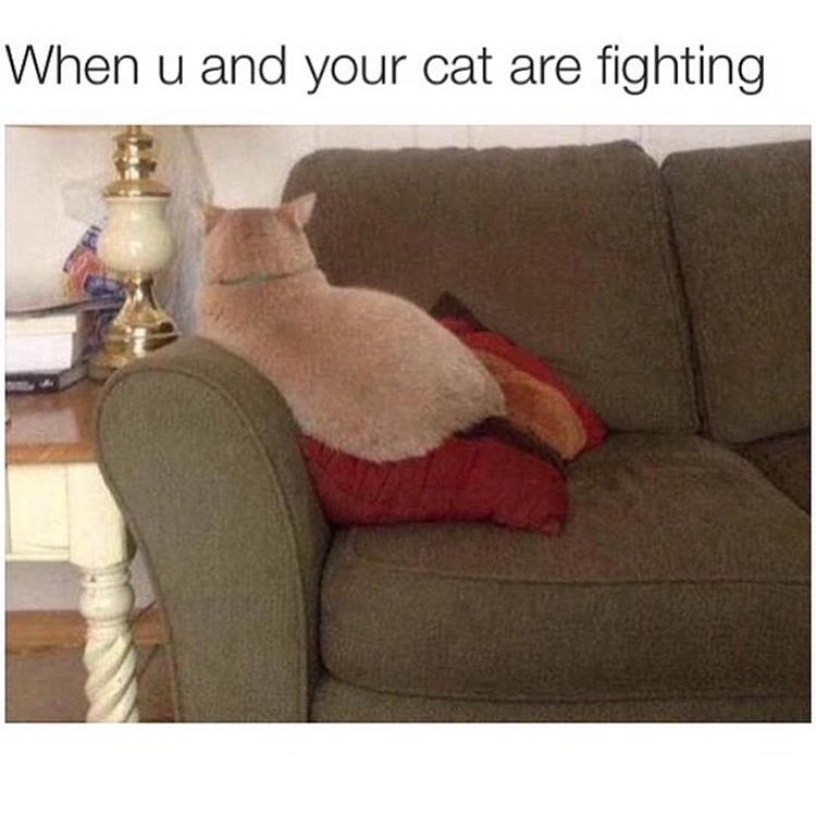 When u and your cat are fighting.
