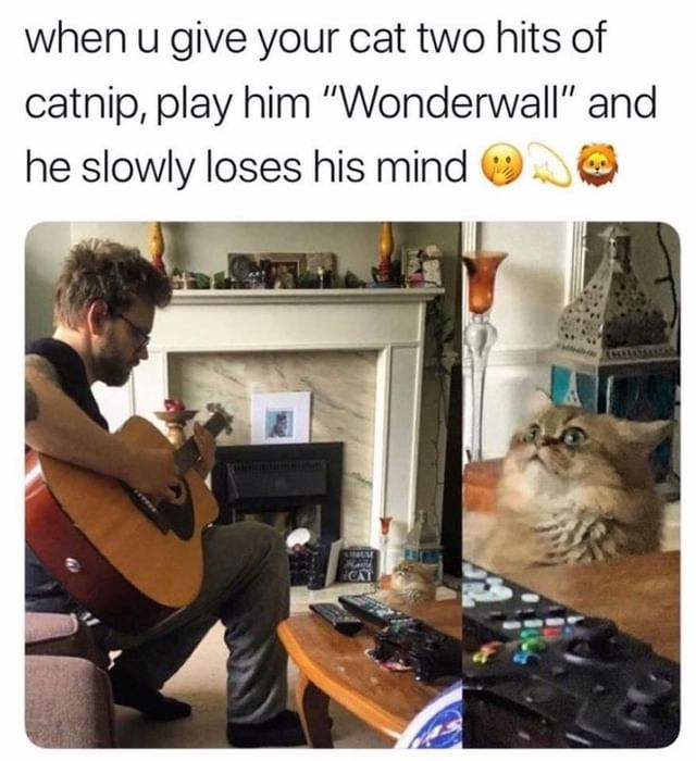 When u give your cat two hits of catnip, play him "Wonderwall" and he slowly loses his mind.