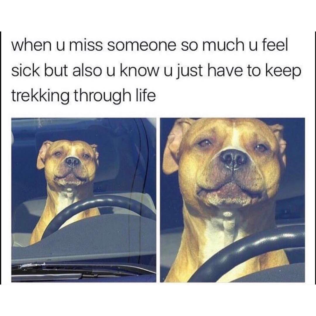 Your Dog When Someone Rings The Doorbell Funny