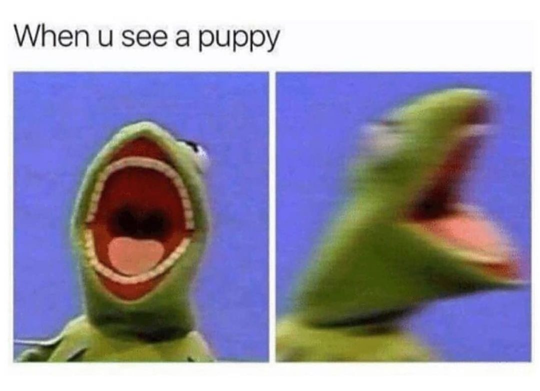 When u see a puppy.