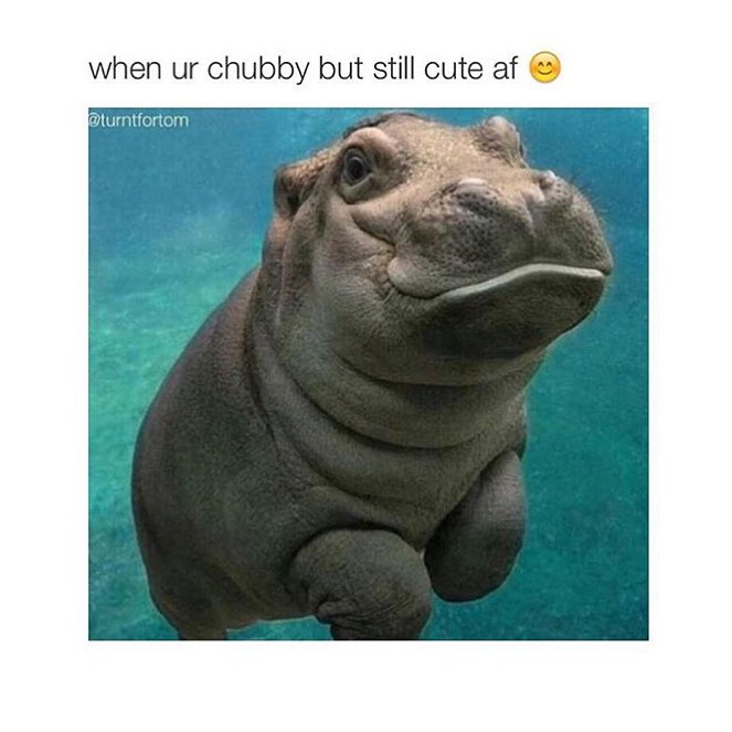 When ur chubby but still cute af.