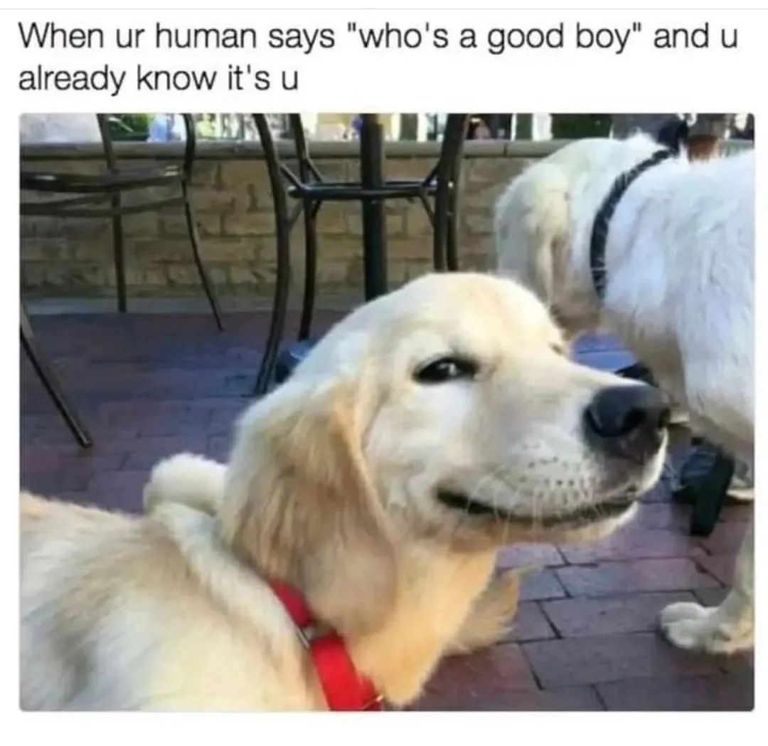 When ur human says "who's a good boy" and u already know it's u.