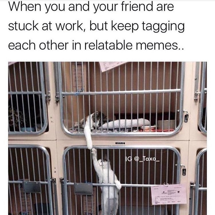 When you and your friend are stuck at work, but keep tagging each other in relatable memes.