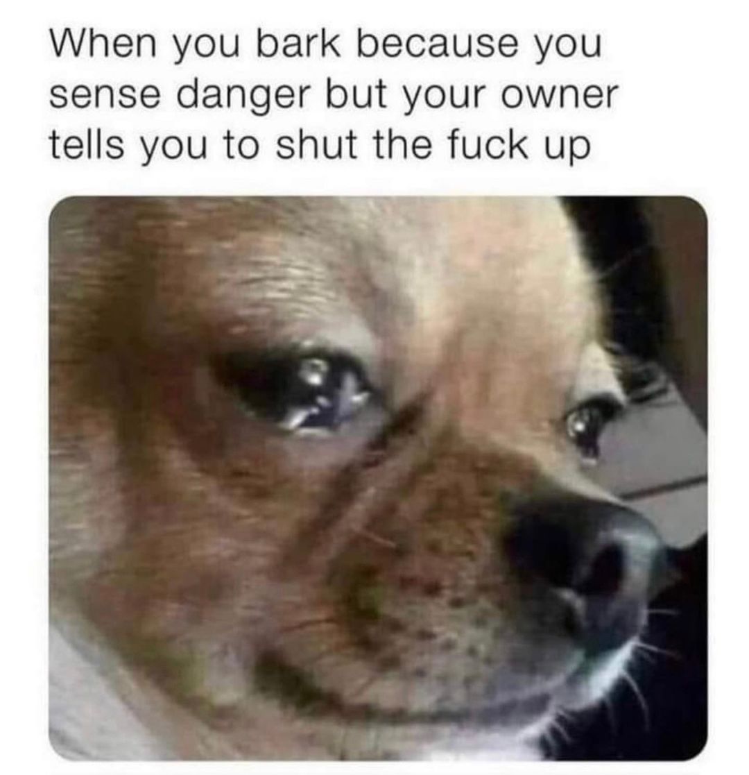 When you bark because you sense danger but your owner tells you to shut the fuck up.