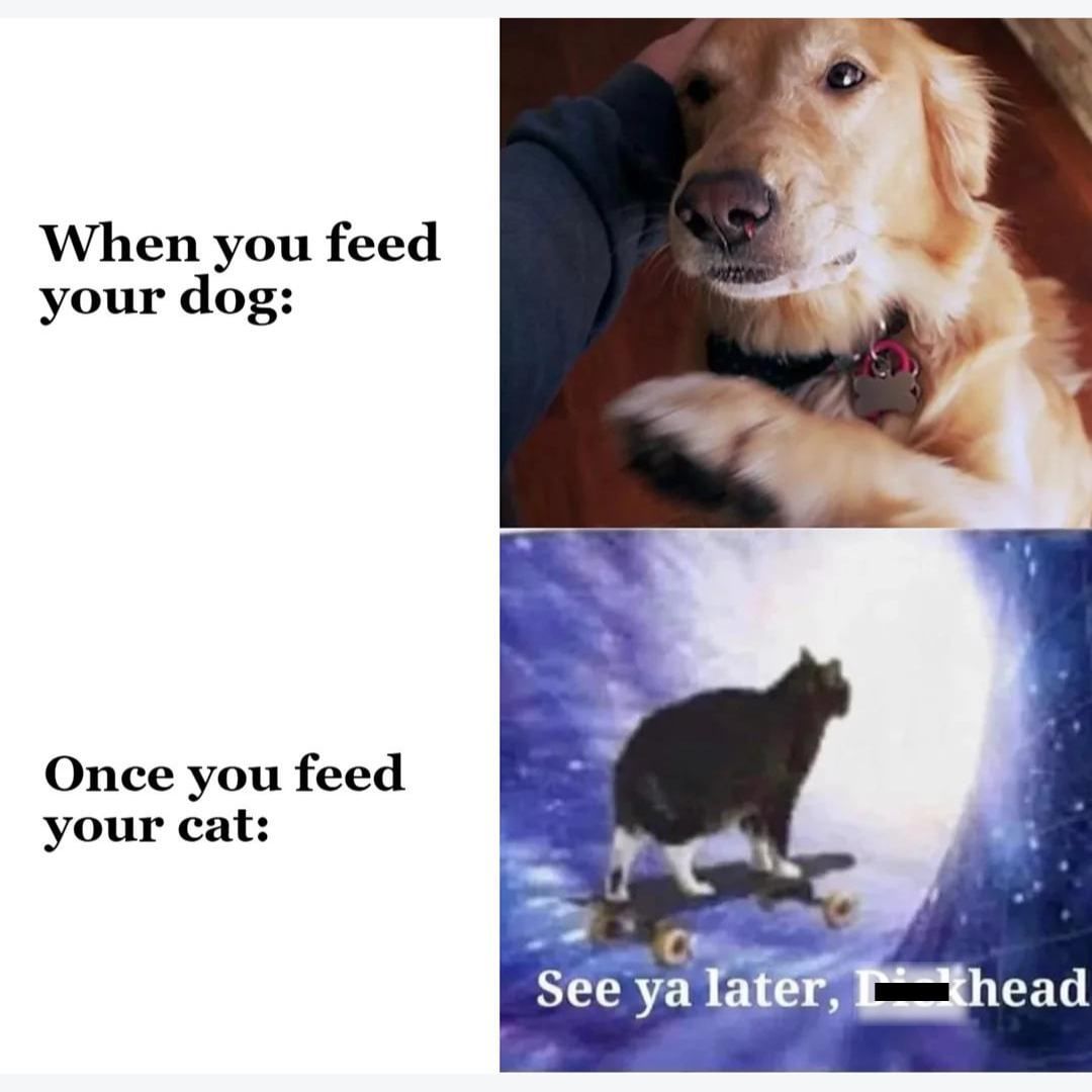 When you feed your dog:  Once you feed your cat: See ya later, dickhead.