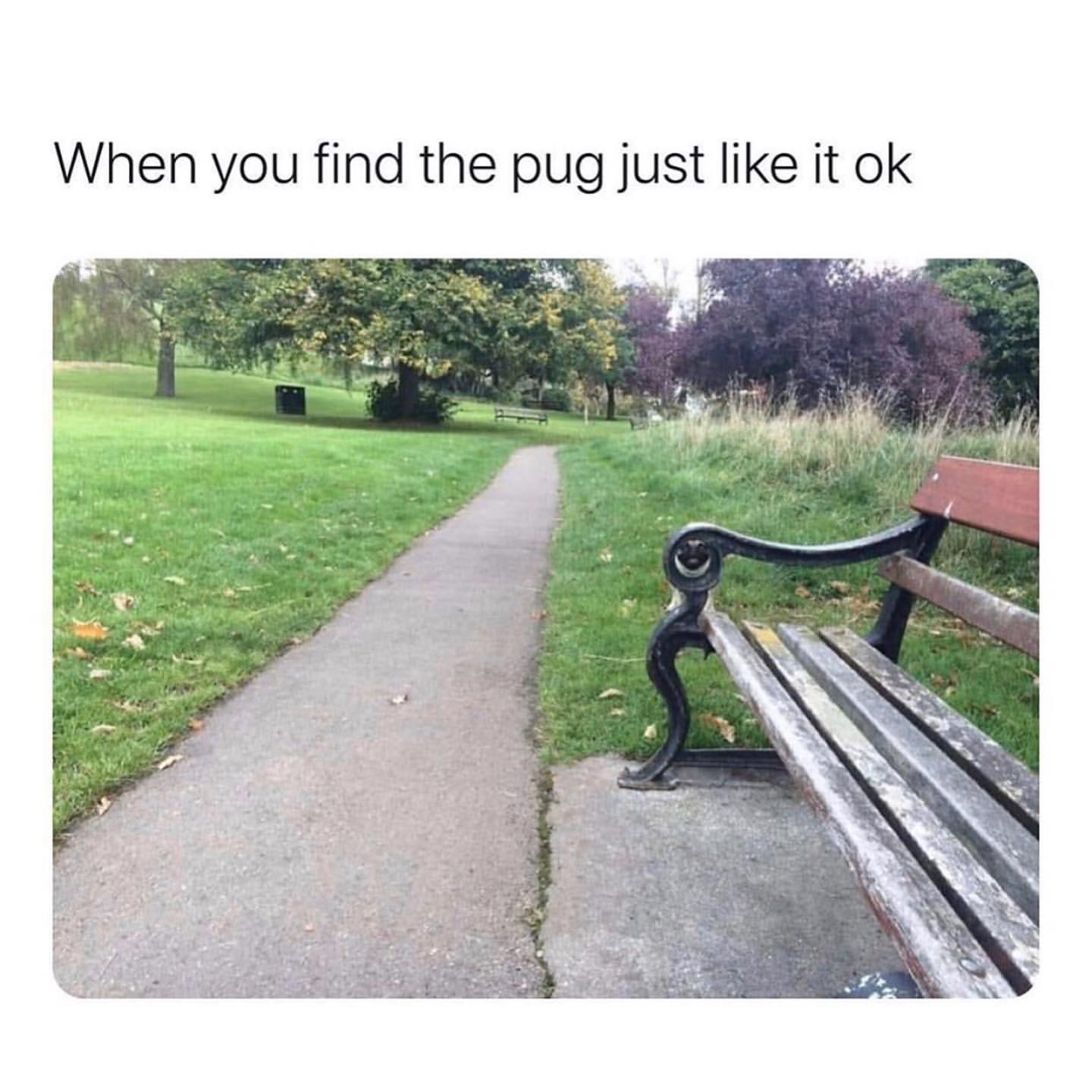 When you find the pug just like it ok.