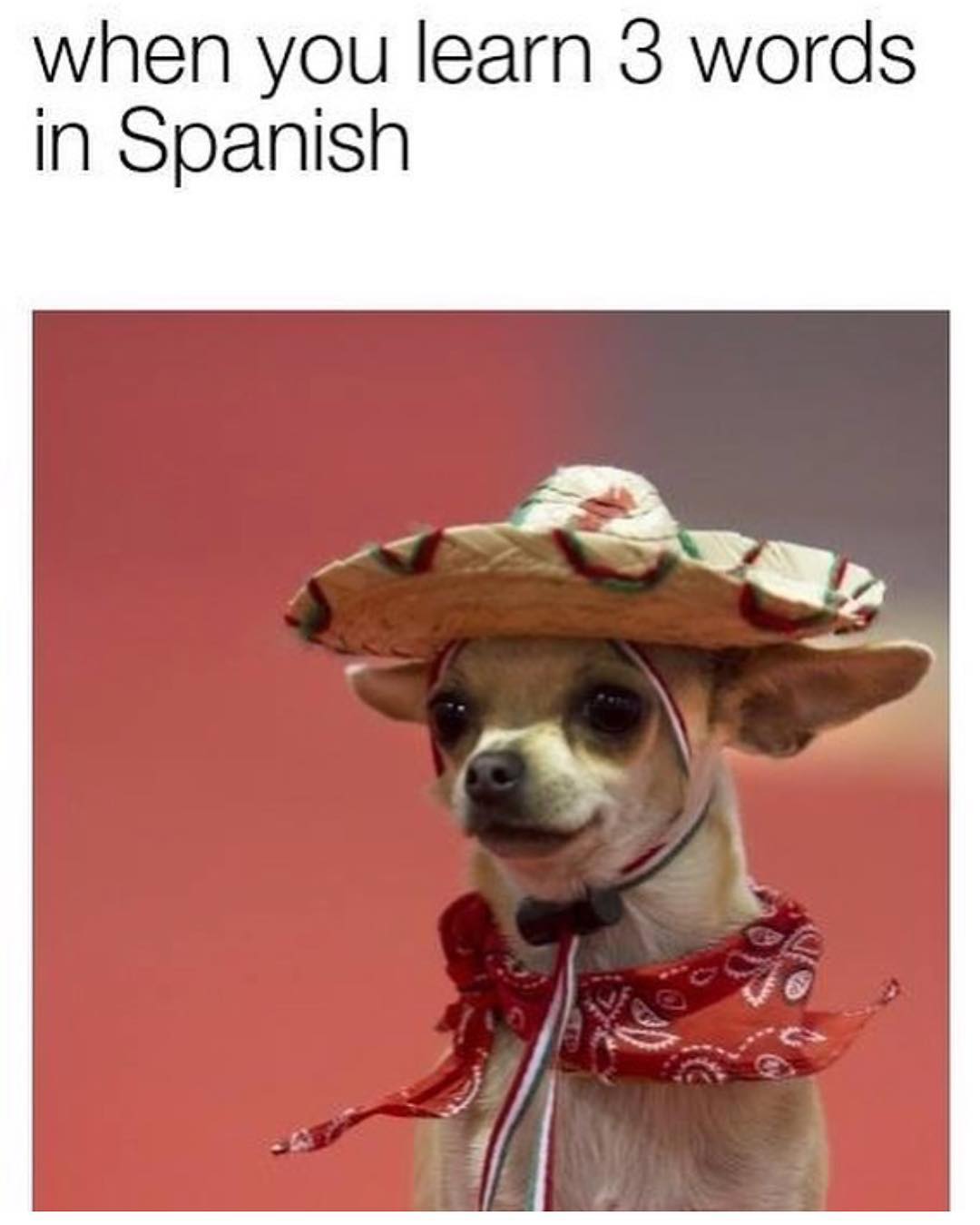 When you learn 3 words in Spanish.