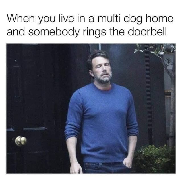 When you live in a multi dog home and somebody rings the doorbell.