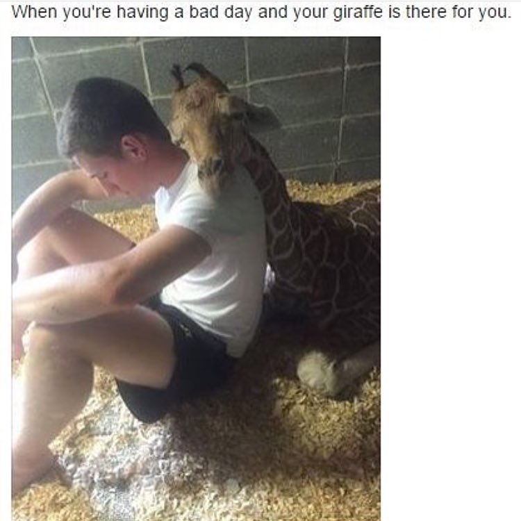 When you're having a bad day and your giraffe is there for you.