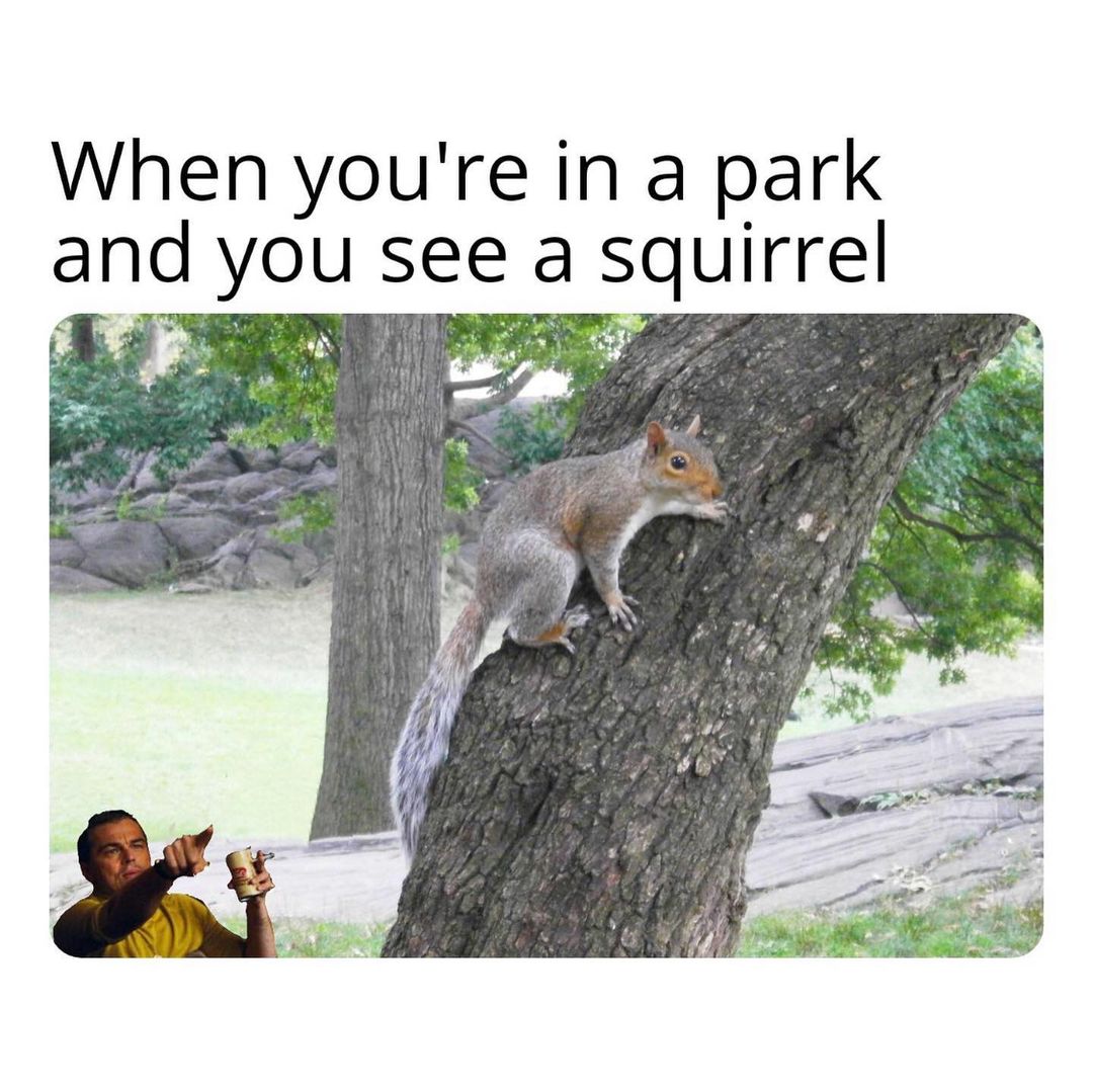 When you're in a park and you see a squirrel.