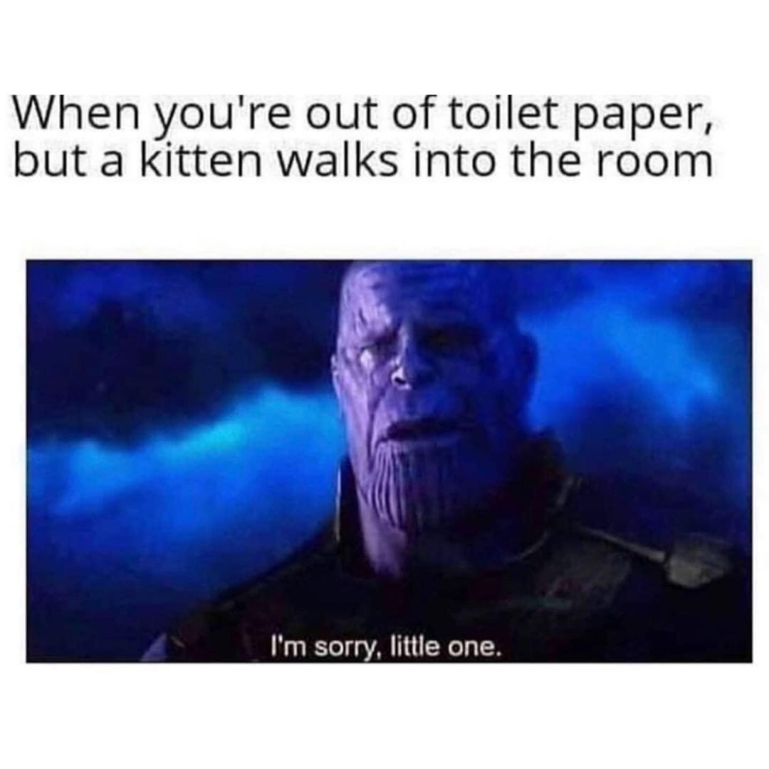 When you're out of toilet paper, but a kitten walks into the room. I'm sorry, little one.