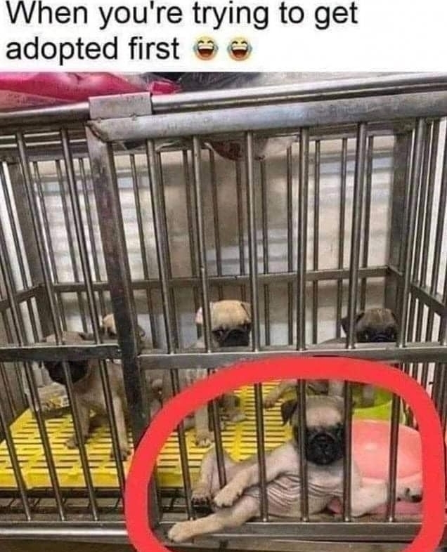When you're trying to get adopted first.