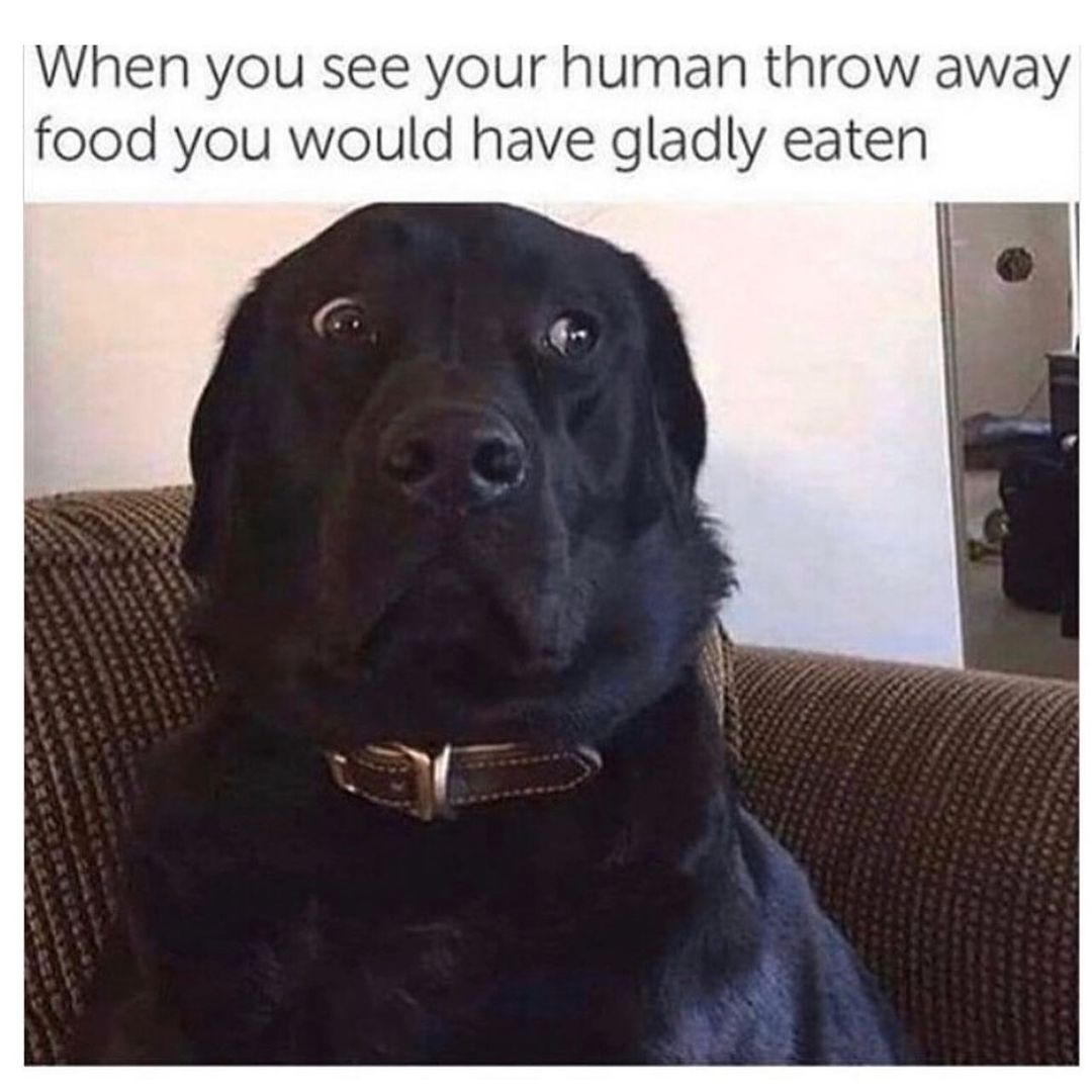 When you see your human throw away food you would have gladly eaten.